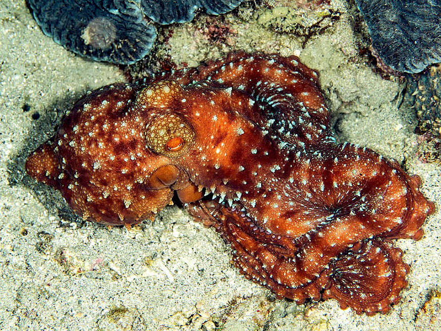 Pinnoctopus luteus